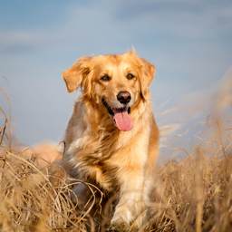 Golden Retriever running through a field. 
